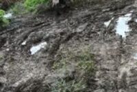 Warga Desa Suka Damai keluhkan Jalan alternatif Penghubung antara Desa dan Kecamatan tidak bisa di lewati Saat Musim Hujan tiba