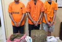 Sat Narkoba Polres Langkat Amankan Tiga Tersangka dan 32 Kg Ganja