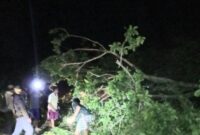 Satpolairud Polres Tanggamus Bersama Warga Berjibaku Bersihkan Pohon Tumbang di Sukabanjar Kota Agung Timur
