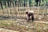 Dukung Ketahanan Pangan, Bhabinkamtibmas Polsek Stabat Sambangi Petani di Desa Sumber Mulio