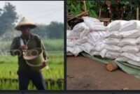 Petani di Muratara Keluhkan Harga Pupuk Bersubsidi Maroket, Hingga Tembus 200 Ribu Per-sak