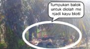 Bisnis Kayu Ilegal ‘Menggurita’ di Tanah Tumbuh, Pemain Lama Diduga Terlibat!  