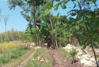 Proyek P3TGAI di Aengdake Diduga Gagal Total, Semua Pihak Bungkam