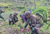 Keluarga Berkebun Satgas Yonif 521/DY Membantu Masyarakat Ketahanan Pangan di Distrik Kurima
