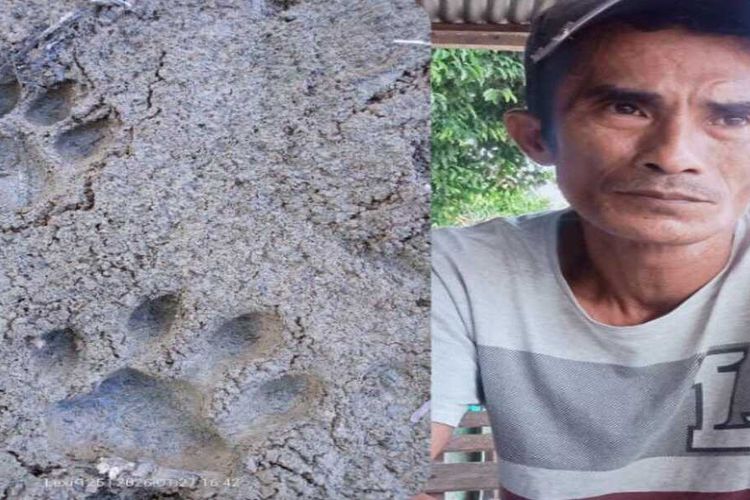 Diduga, Jejak Harimau Ditemukan di Areal Kebun Warga Pante Bidari, Aktivitas Pertanian Terancam