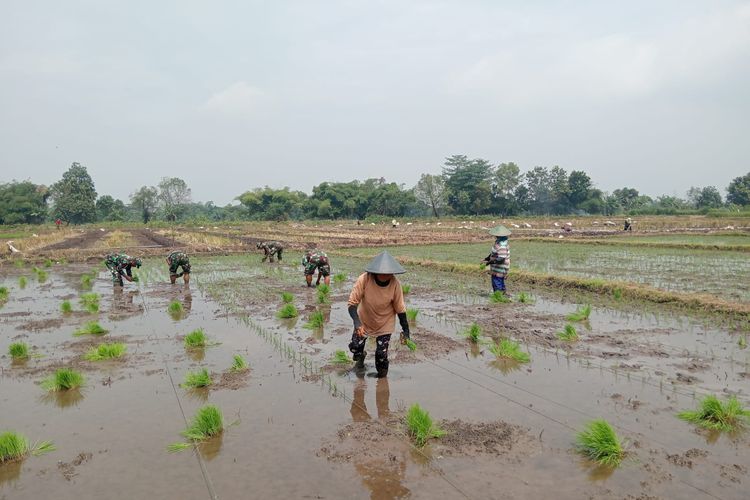 Dari Sawah untuk Negeri, Satgas TMMD Ke-127 dan Warga Tanam Padi