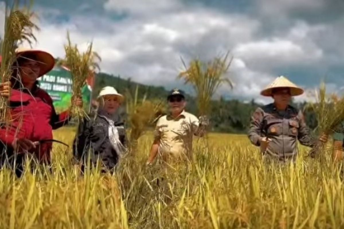 Dinas Pertanian Muratara Panen Raya di Pimpin Oleh Bupati , Perkuat Ketahanan Pangan hingga Restocking Ikan