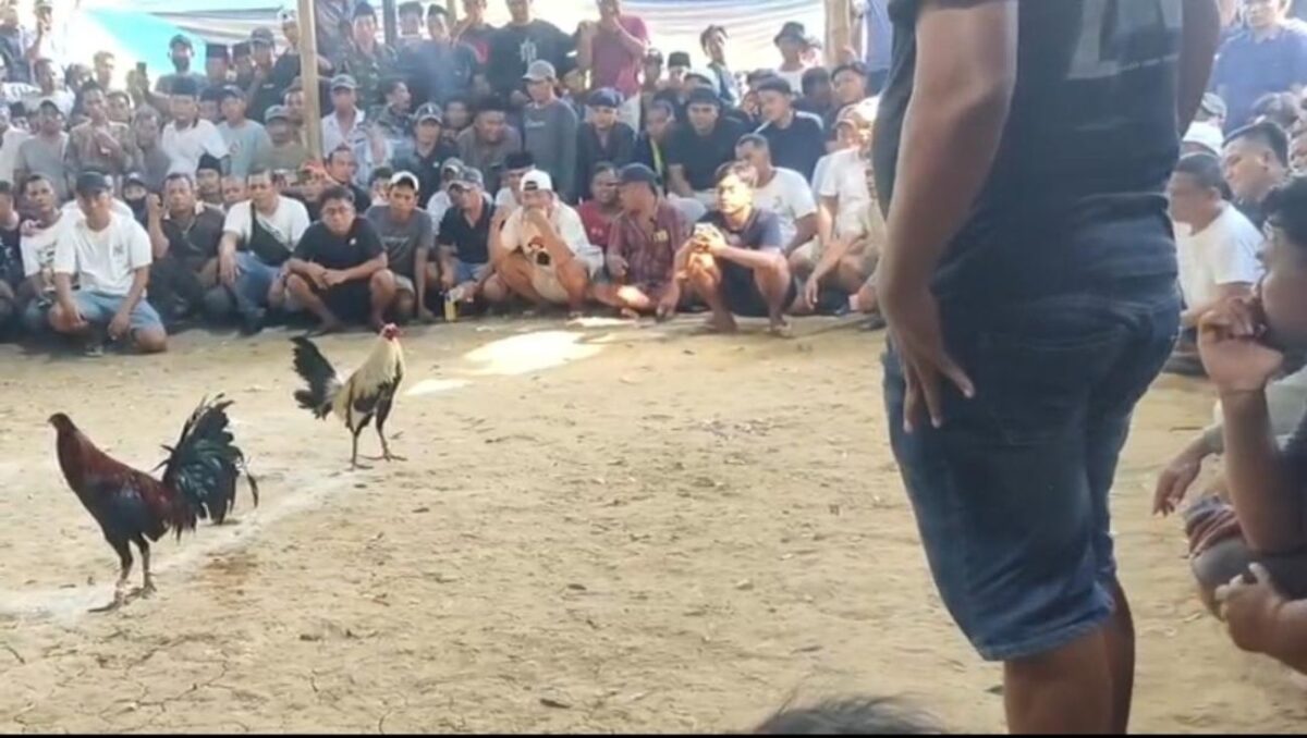Sabung Ayam di Kokop Bangkalan Disorot, Kasatreskrim Perintahkan Pembubaran, Kapolsek Bungkam