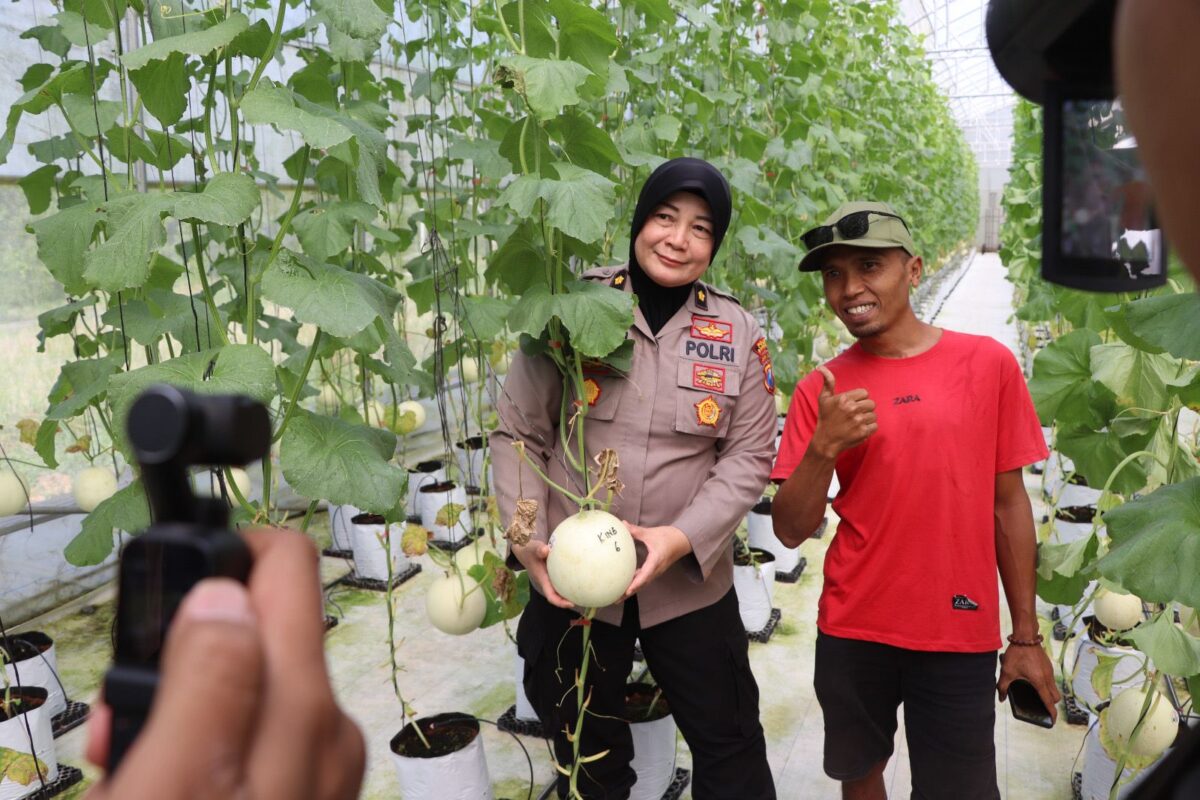 Buah Manis Sinergi: Polwan Polres Sumenep Panen Melon Smart Farming, Satu Batang 30 Buah
