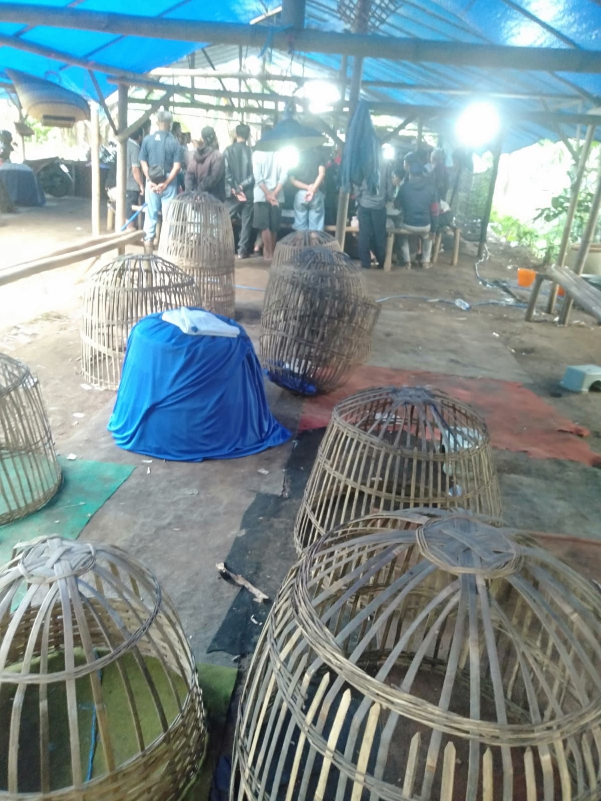 Diduga Praktik Perjudian Sabung Ayam, Capjiki dan Dadu di Toyomarto Masih Berlangsung, Warga Minta Aparat Bertindak Tegas