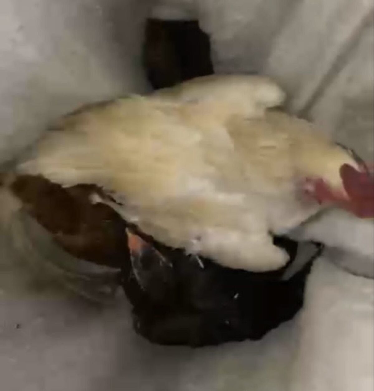Misi Gagal Total! Mau Bikin Ayam Goreng Gratis, 2 Pria di Manding Malah Nginep di Polsek