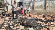 Kandang Sapi Terbakar di Ketapang, Dua Ekor Sapi Mati