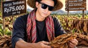 Sampoerna dan Gudang Garam Kaya dari Madura, Saat Petani Sekarat, Di Mana Hati Kalian?