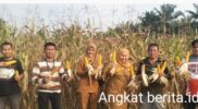 Benih Bantuan Dinas Pertanian Muratara Berbuah Hasil, Petani Lawang Agung Kini Nikmati Panen Jagung