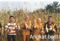 Benih Bantuan Dinas Pertanian Muratara Berbuah Hasil, Petani Lawang Agung Kini Nikmati Panen Jagung