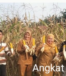 Benih Bantuan Dinas Pertanian Muratara Berbuah Hasil, Petani Lawang Agung Kini Nikmati Panen Jagung
