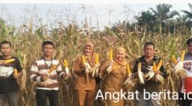 Benih Bantuan Dinas Pertanian Muratara Berbuah Hasil, Petani Lawang Agung Kini Nikmati Panen Jagung