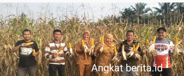 Benih Bantuan Dinas Pertanian Muratara Berbuah Hasil, Petani Lawang Agung Kini Nikmati Panen Jagung