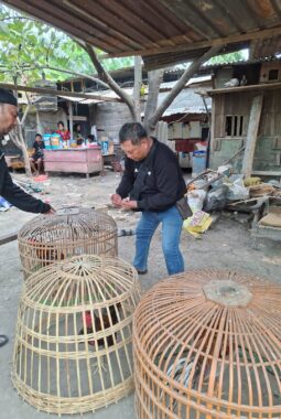 Polsek Waru Gerebek Arena Sabung Ayam di Bungurasih Utara, Lima Ekor Ayam Diamankan