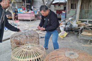 Polsek Waru Gerebek Arena Sabung Ayam di Bungurasih Utara, Lima Ekor Ayam Diamankan