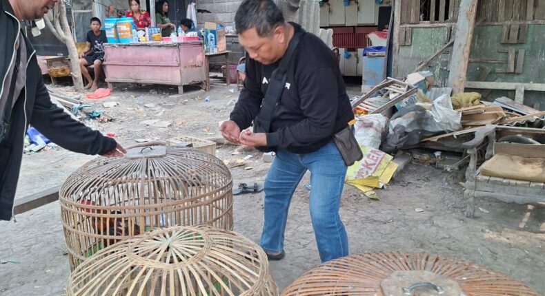 Polsek Waru Gerebek Arena Sabung Ayam di Bungurasih Utara, Lima Ekor Ayam Diamankan