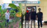 Polres Aceh Timur Bongkar Kebun Ganja di Balik Tanaman Cabai, 23 Batang Disita