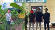 Polres Aceh Timur Bongkar Kebun Ganja di Balik Tanaman Cabai, 23 Batang Disita