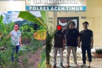 Polres Aceh Timur Bongkar Kebun Ganja di Balik Tanaman Cabai, 23 Batang Disita