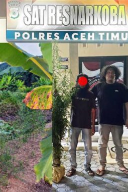 Polres Aceh Timur Bongkar Kebun Ganja di Balik Tanaman Cabai, 23 Batang Disita