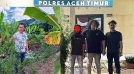 Polres Aceh Timur Bongkar Kebun Ganja di Balik Tanaman Cabai, 23 Batang Disita