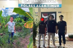 Polres Aceh Timur Bongkar Kebun Ganja di Balik Tanaman Cabai, 23 Batang Disita