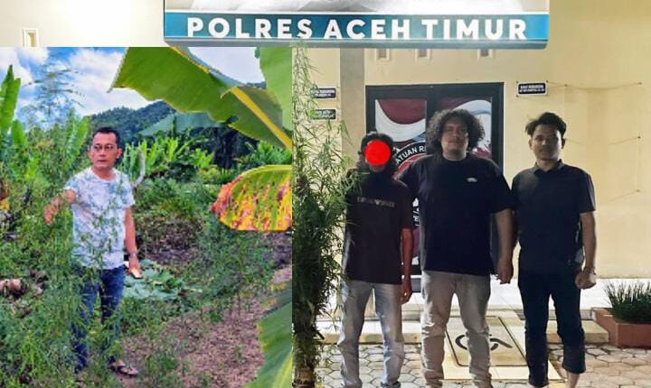 Polres Aceh Timur Bongkar Kebun Ganja di Balik Tanaman Cabai, 23 Batang Disita