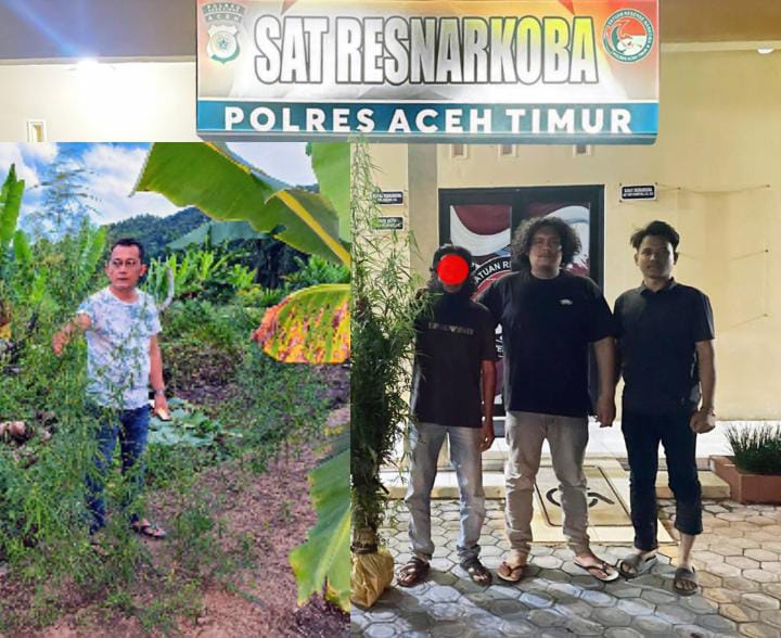 Polres Aceh Timur Bongkar Kebun Ganja di Balik Tanaman Cabai, 23 Batang Disita